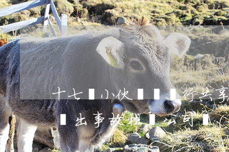 十七歲小伙無證騎行共享電動(dòng)車出事故，租車公司應(yīng)如何擔(dān)責(zé)？